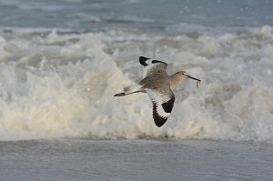 Sandpiper, Willet, 2016-04026156 Chincoteague NWR, VA